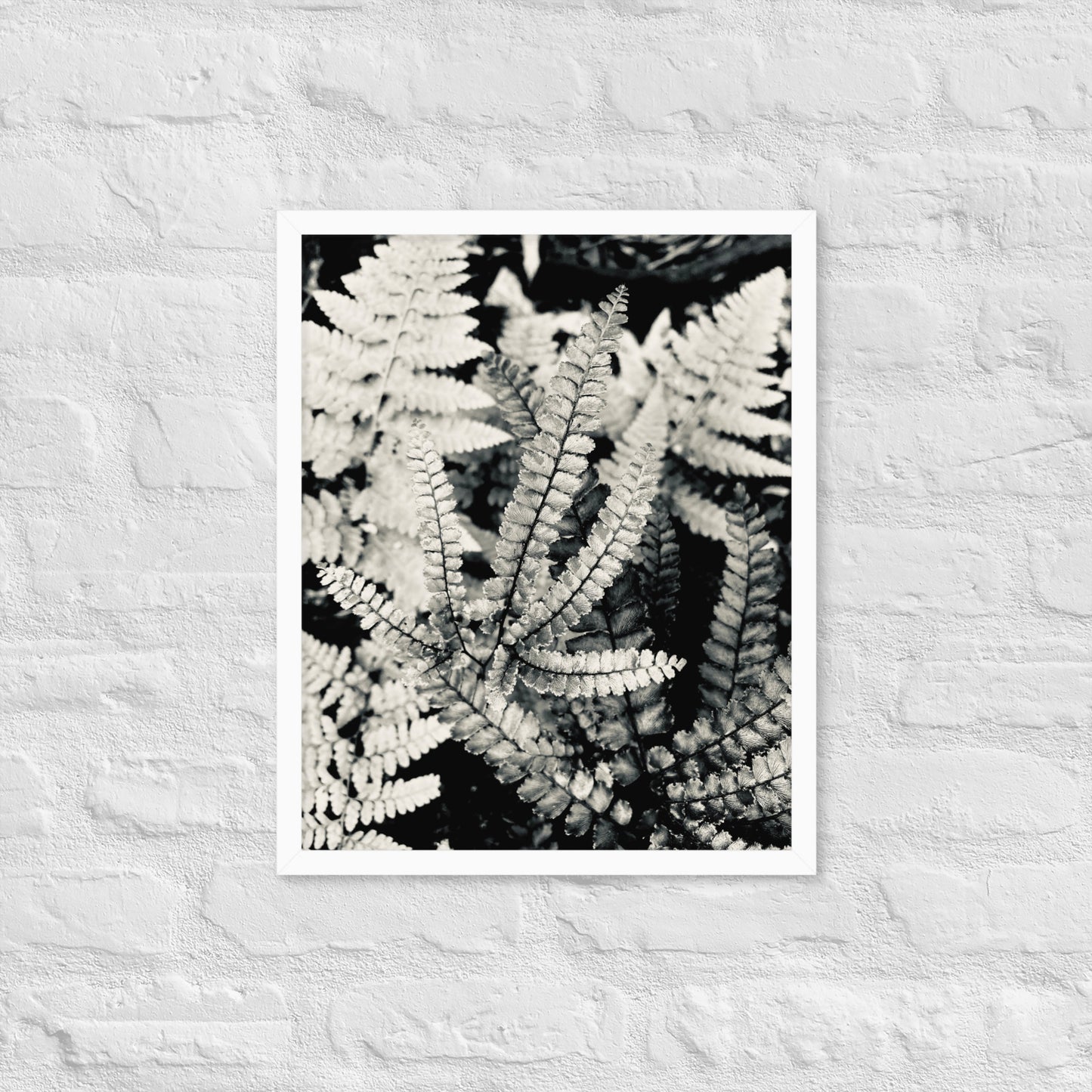 Volcano Fern - Framed Art