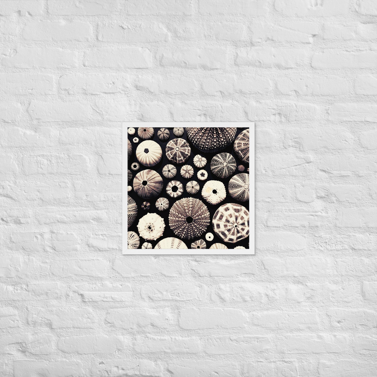 Urchin Glad You Came? - Framed Art -(black background)