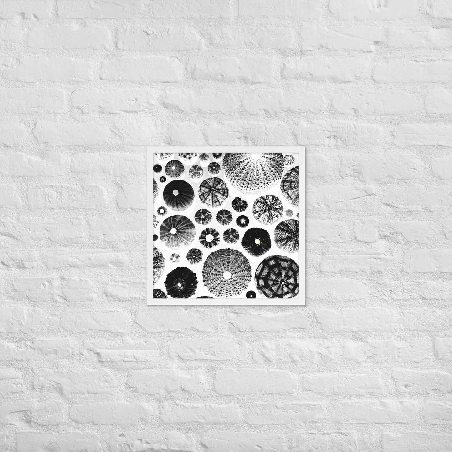 Urchin Glad You Came? - Framed Art -(White Background)