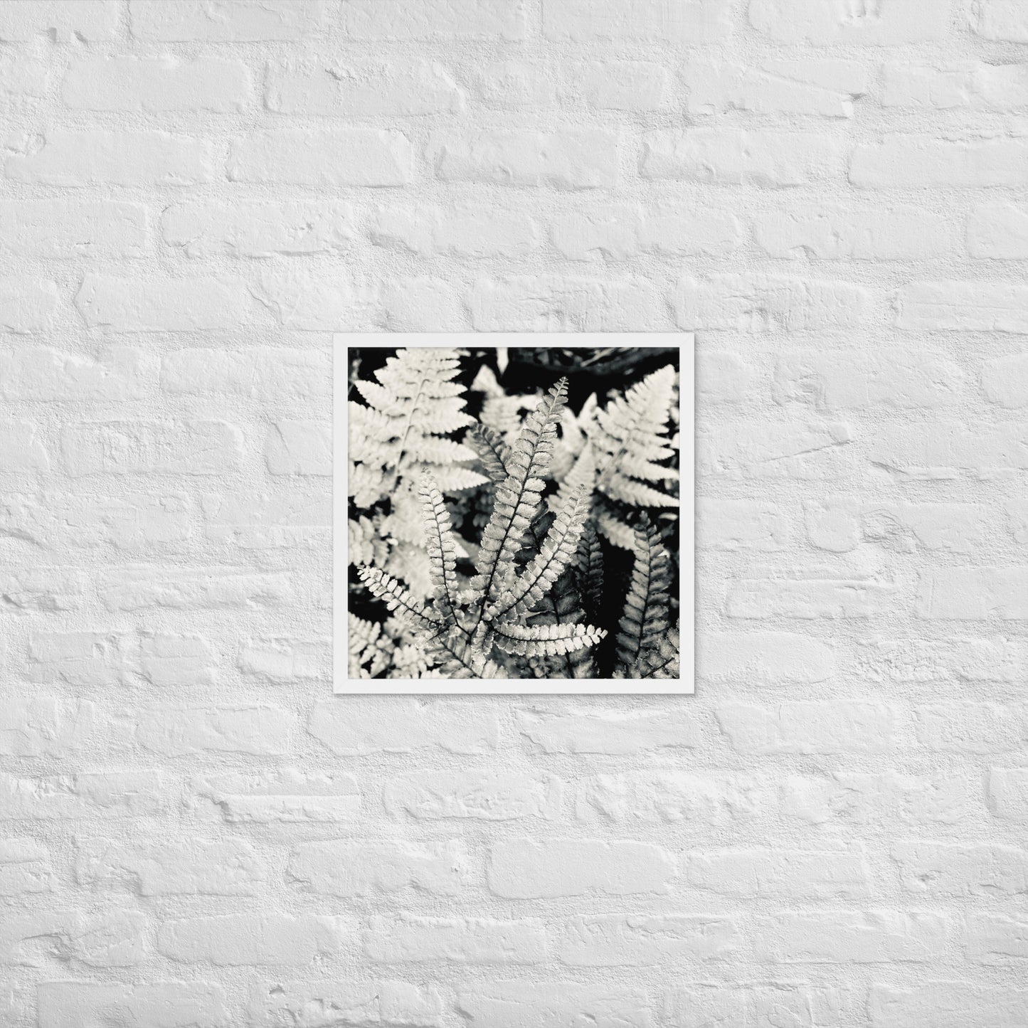 Volcano Fern - Framed Art