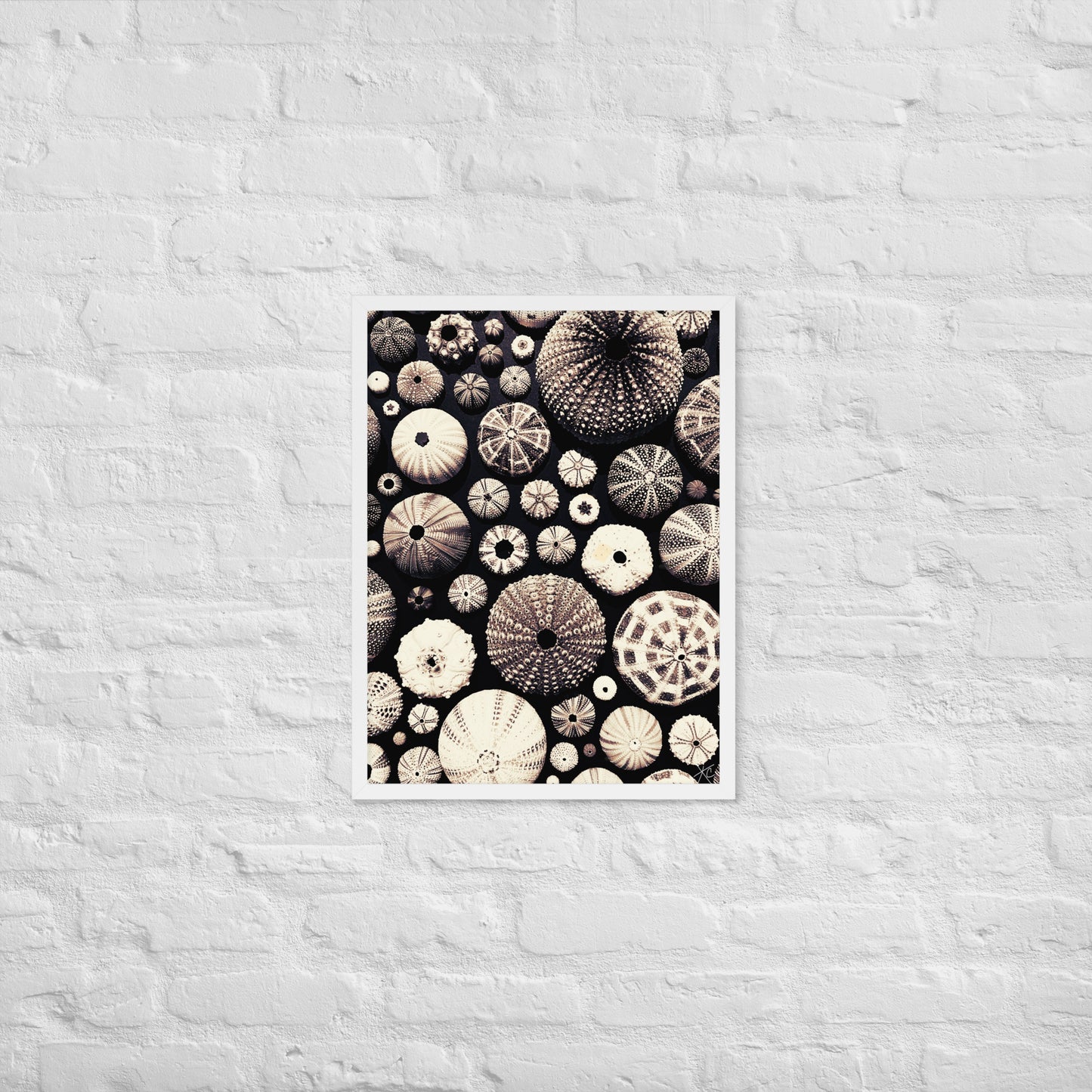 Urchin Glad You Came? - Framed Art -(black background)