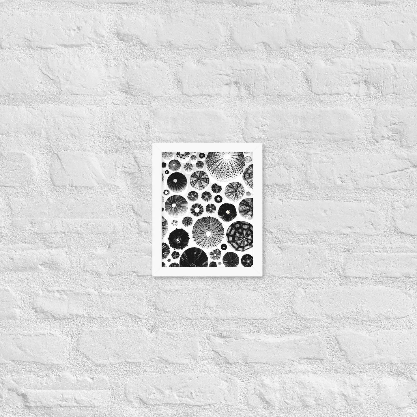 Urchin Glad You Came? - Framed Art -(White Background)